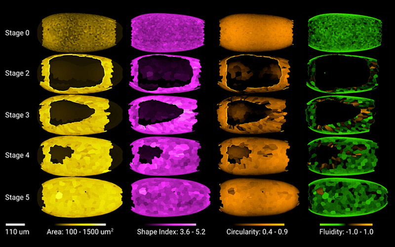 3D visualization of different stages of Tribolium epiboly overlaid with computationally extracted quantitative cell behaviour information represented as a color code. © Akanksha Jain et al. / MPI-CBG