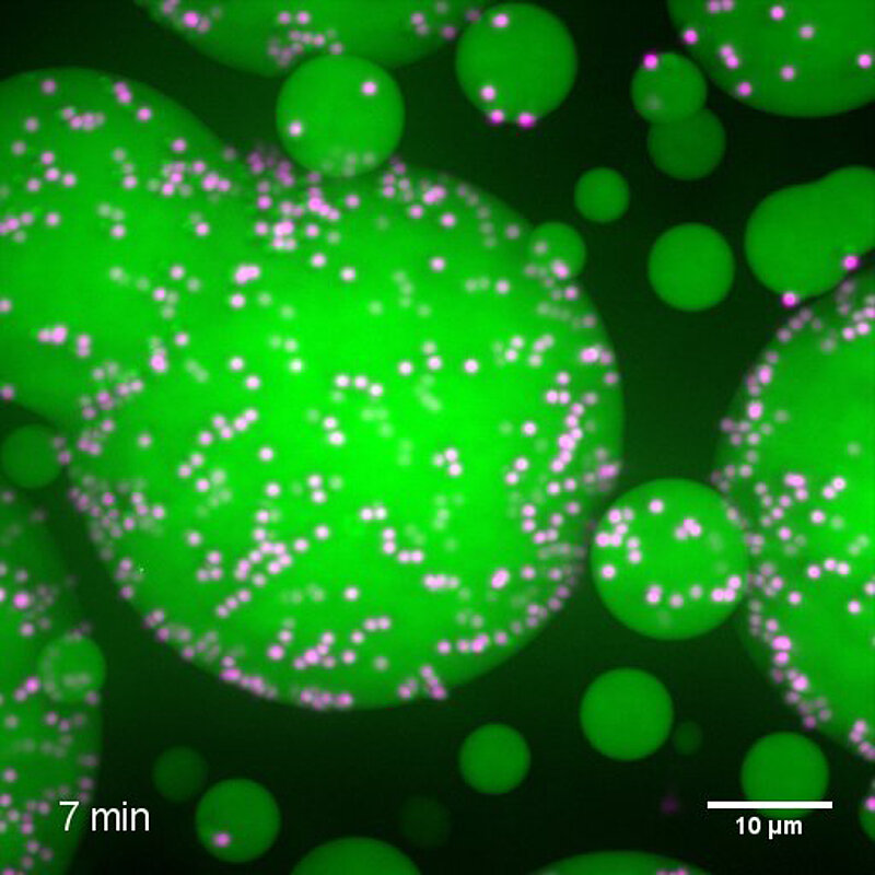 A maximum projection showing droplets composed of GFP-tagged protein (green) undergoing coalescence events. The droplets are rapidly aging. Embedded beads are shown in magenta © Louise Jawerth, MPI-PKS / MPI-CBG