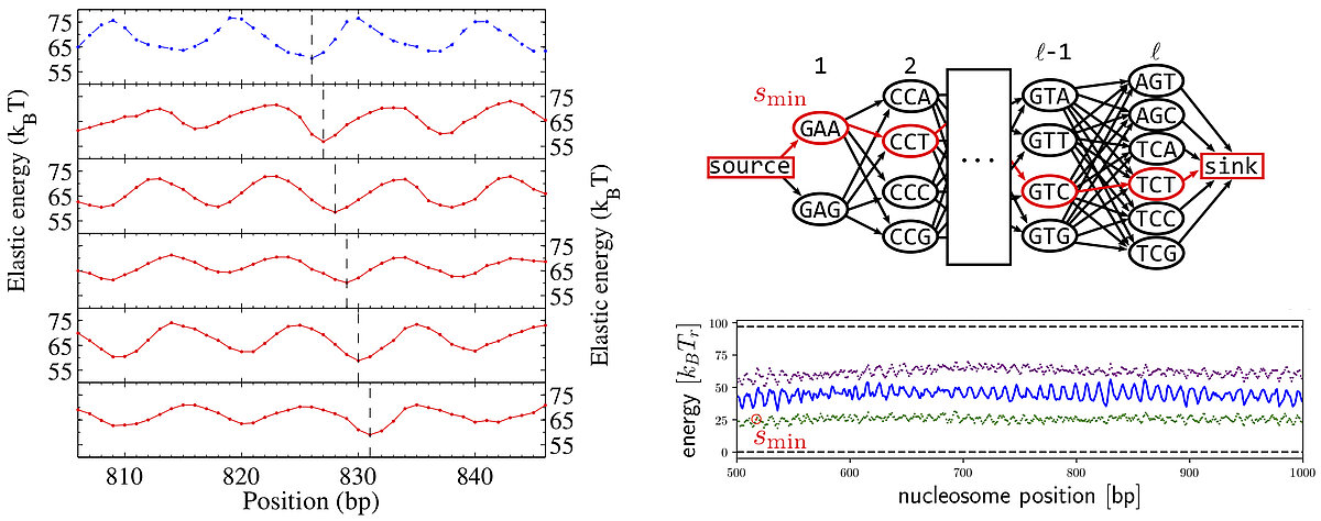 Synonymous basepair sequences and sequence graph