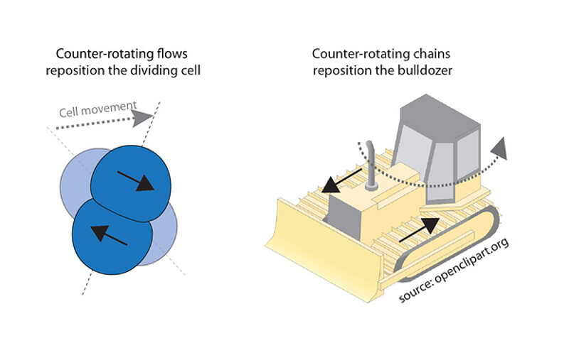 Left: Schematic of a symmetrically dividing (AB - lineage) cell (top view) undergoing repositioning during cell division, Copyright: Lokesh Pimpale et al.; right: Schematic of a rotating bulldozer (side view), Copyright: source: openclipart.org by danjiro. Solid back arrows indicate the direction of counter-rotating flows (left picture) and counter-rotating chains (right picture) and dotted arrow represents the direction of movement.