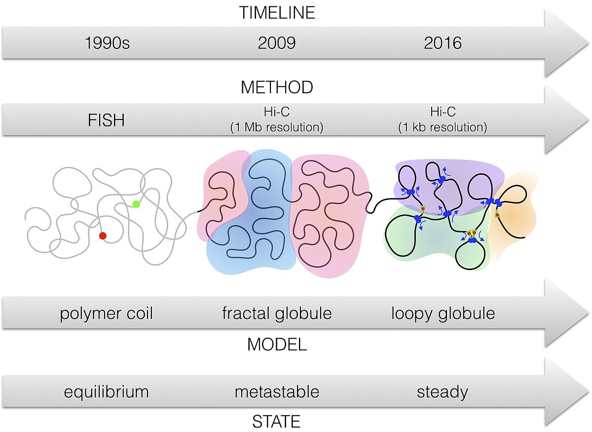 Paradigm shifts in the large scale chromatin models