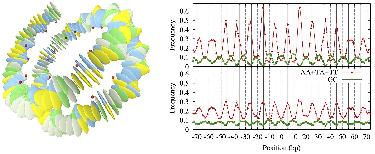 Nucleosome model and its sequence preferences