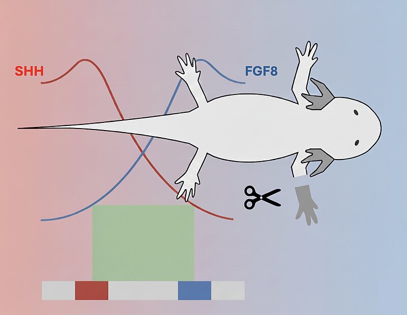 On the right-hand side, an axolotl is lying flat with its head facing to the right. Its right limb in front is being amputated, with the limb marked in red and a small scissors icon to indicate amputation. A red-blue gradient spreads across the image, with red on the left and blue on the right. A graph showing morphogen concentration on the left illustrates SHH and FGF8 morphogens, marked in red and blue respectively, with a small green region where tissue growth occurs. 