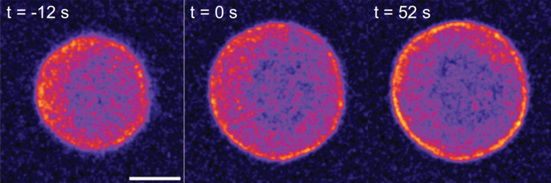 three purple balls are shown, each of them represent a different time, from left to right, the outer shell increase intensity
