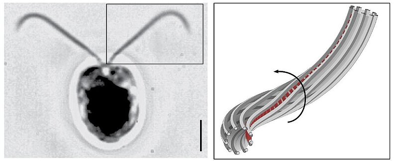 There are two images. On the left there is a large black creature with two cilia sticking out of the top that look like antennae. On the right, there is a cilia twisting with a black arrow pointing counter clockwise
