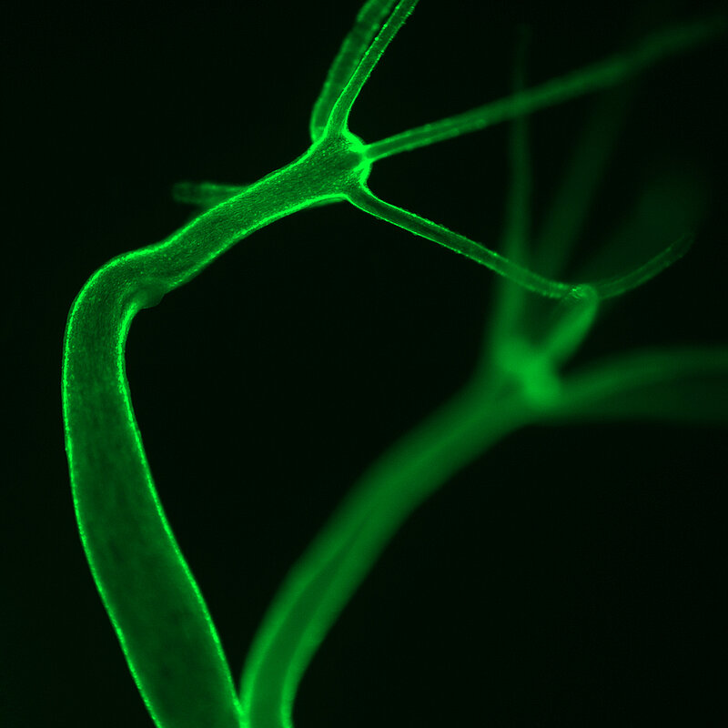 Two green hydras are visible against a black background, both hydras have their legs sticking up in the air towards the top right of the image
