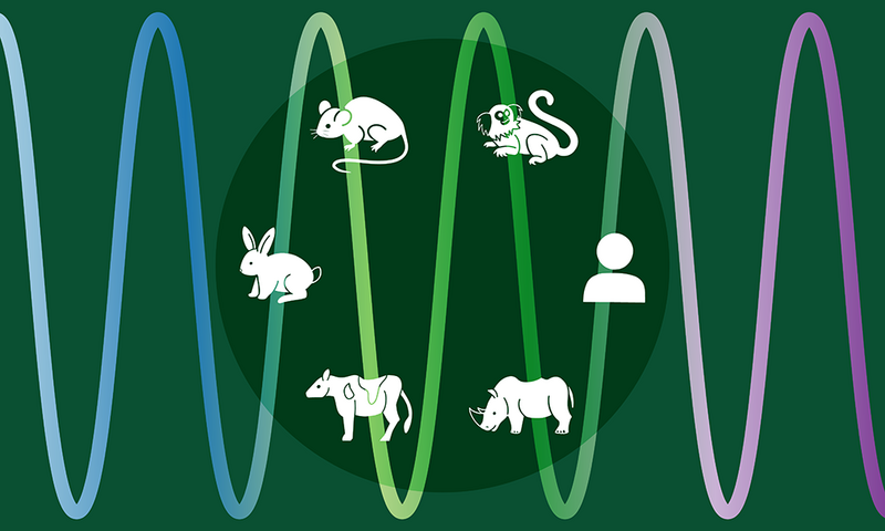 Illustration with different animals displayed on a circle: rabit, mouse, monkey, human, rhinno, and cow