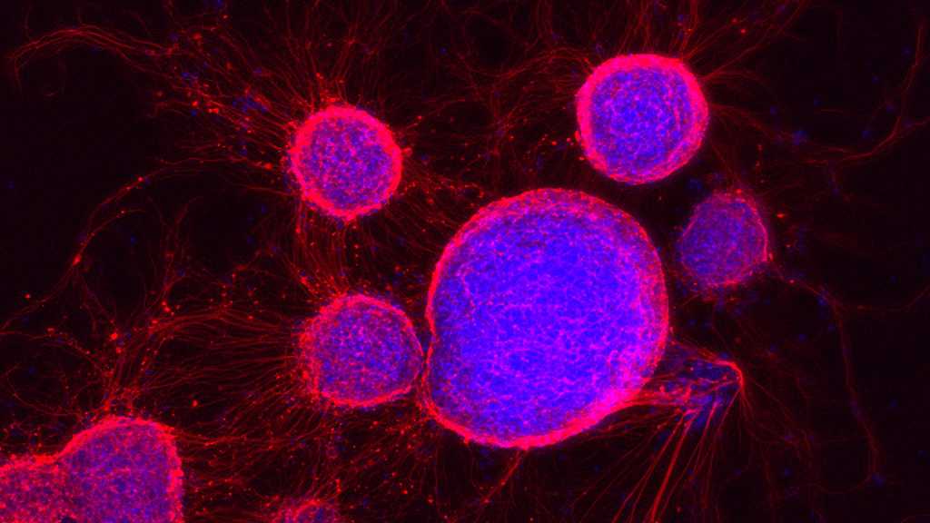 The research image shows mouse embryonic stem cells undergoing electrochemical specialization, labeled for nuclei (blue) and neuron projections (red). © Mitchell Foster and Adele Doyle