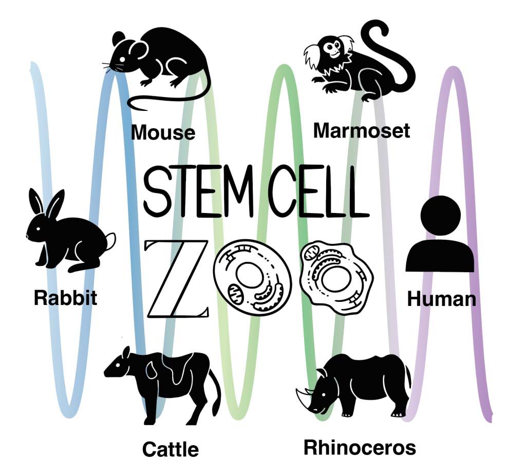 Drawings of mouse, marmoset, human, rhinoceros, cattle, and rabbit, distributed around the words STEM CELL ZOO