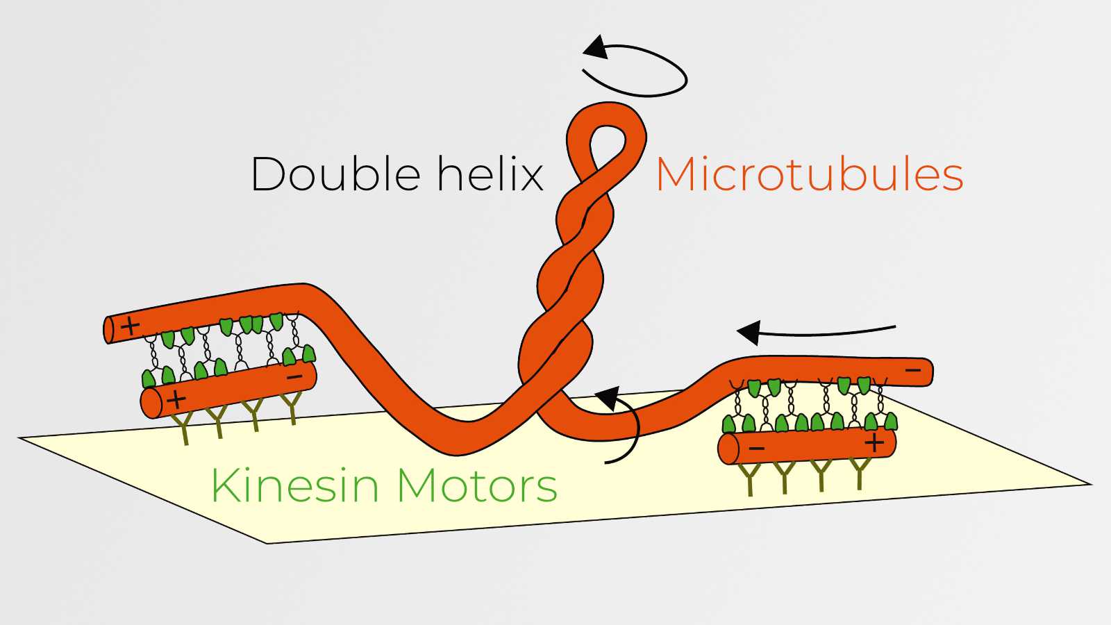 Schematic showing the generation of twist and torque between cross-linked microtubules
