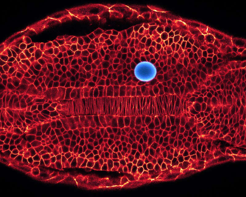 Zebrafish embryo (cell membranes labeled fluorescently) with an embedded oil microdroplet used to report tissue and cell forces in vivo. © Alessandro Mongera/Otger Campàs