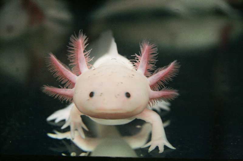 This picture shows the axolotl, a Mexican salamander. © TUD/CRTD